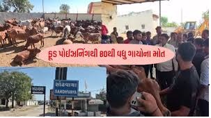 રાજકોટના સાંઢવાયા ગામની શ્રી રામગર બાપુ ગૌશાળામાં ગાયોના મૃત્યુ મામલે પશુપાલન મંત્રી જીતુભાઈ વાઘાણીની તાત્કાલિક કાર્યવાહી
