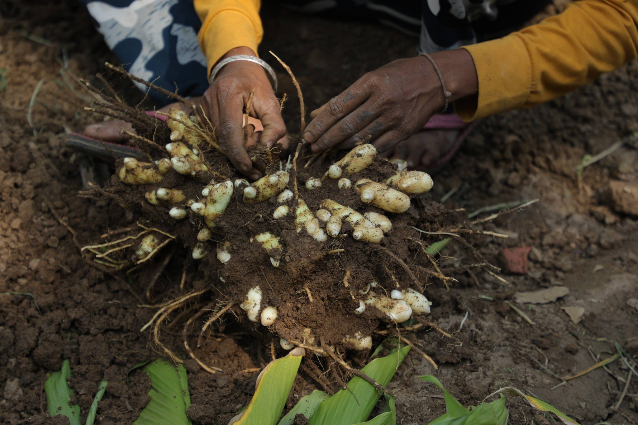 વેલણપુરના વનમાલિભાઈ પટેલે પ્રાકૃતિક ખેતીથી ઊભી કરી સ્વાવલંબનની મિસાલ, લાખોની આવક મેળવી