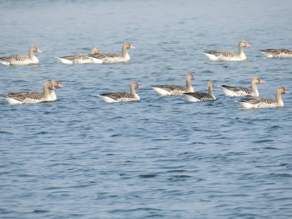 ગુજરાત બન્યું યાયાવર અને સ્થાનિક પક્ષીઓનું સ્વર્ગ: 2024-25માં 8.33 લાખથી વધુ પક્ષીઓએ રાજ્યમાં કરી આવક