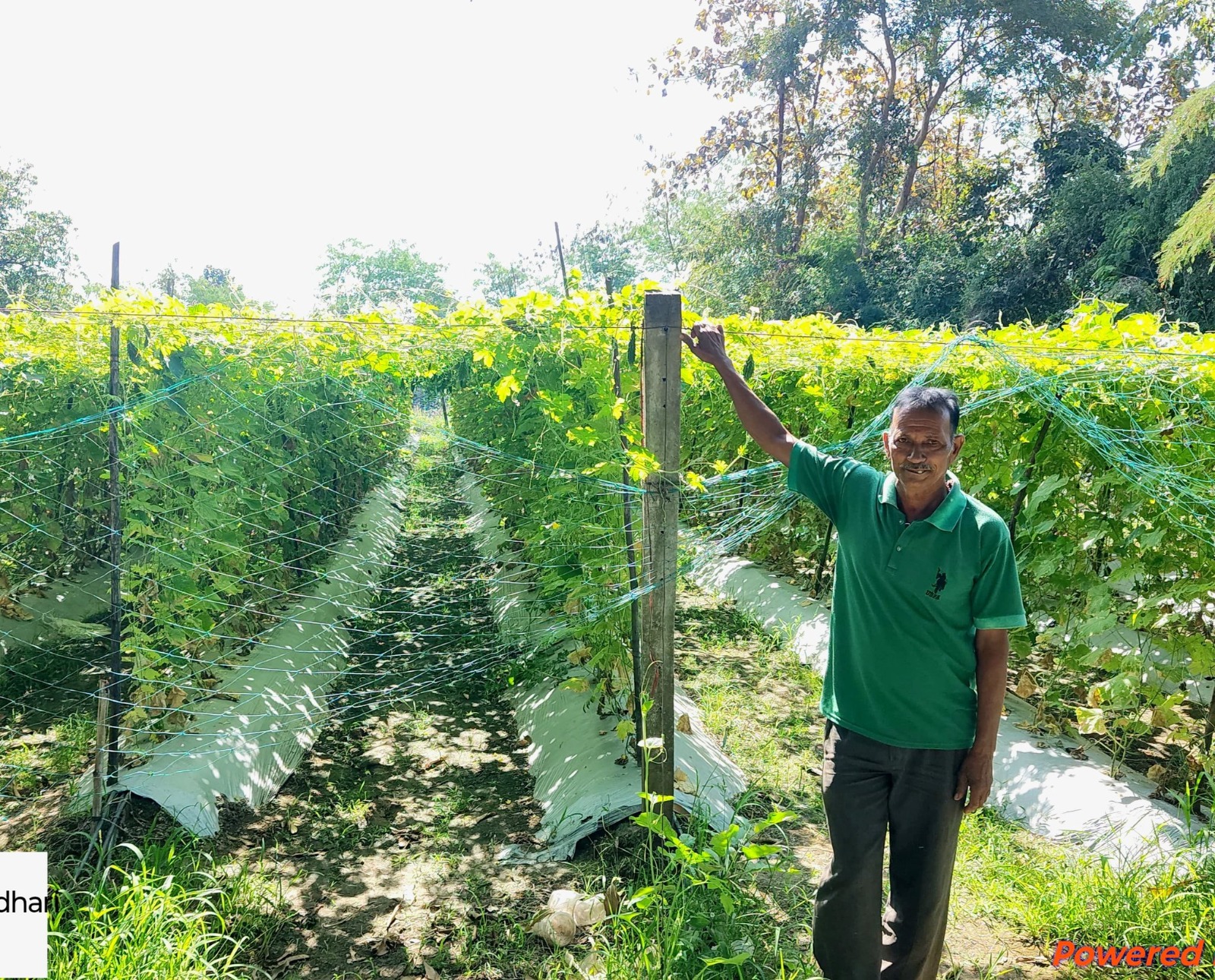 રાસાયણિક ખેતીથી સંકટ, પ્રાકૃતિક ખેતીથી સમૃદ્ધિ: વાંસદા તાલુકાના ગોધાબારીના સુરેશભાઈ પટેલની પ્રેરણાદાયી સફર