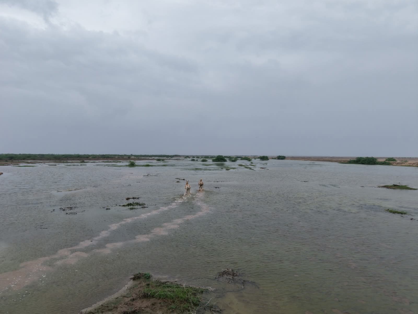 કચ્છના નાના રણ વિસ્તારમાં વન વિભાગની નવી પહેલ: માટી-આર્દ્રતા સંરક્ષણથી વિકસશે સંપૂર્ણ ઈકોસિસ્ટમ