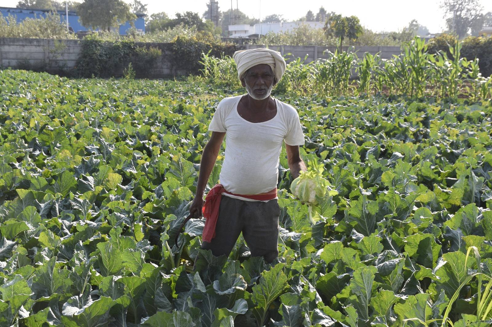 ગાંધીનગરના ખેડૂત શ્રી સેધાજી ઠાકોરે છાણિયા ખાતરના જોરે ખેતીમાં સર્જ્યો અદભુત ચમત્કાર, મળ્યો રસાયણમુક્ત અને ગુણવત્તાસભર પાક