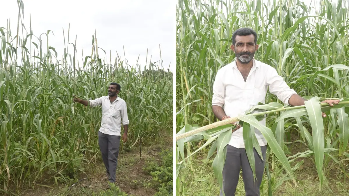 પ્રાકૃતિક ખેતીથી 90 દિવસમાં શક્કર ટેટીનું સફળ ઉત્પાદન: ભાવનગરના પાલિતાણાના ખેડૂત પોપટભાઈ ડાભી બન્યા પ્રેરણાસ્ત્રોત