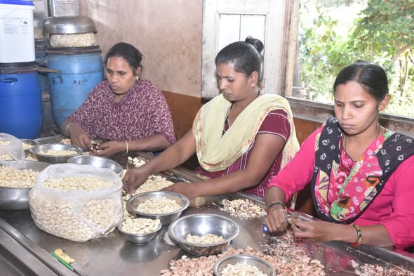 ડાંગના ખેડૂતો માટે કાજુની ખેતી બની આશીર્વાદ: વઘઇમાં કાજુ પ્રોસેસિંગ પ્લાન્ટથી સ્થાનિક મહિલાઓને રોજગારી