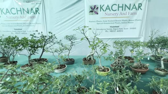 સુરત હોર્ટીકલ્ચર મેળામાં ‘લિવિંગ આર્ટ’ બોન્સાઈ બન્યાં આકર્ષણનું કેન્દ્ર, 25થી 30 વર્ષ જૂના વૃક્ષોએ મંત્રમુગ્ધ કર્યા મુલાકાતીઓ