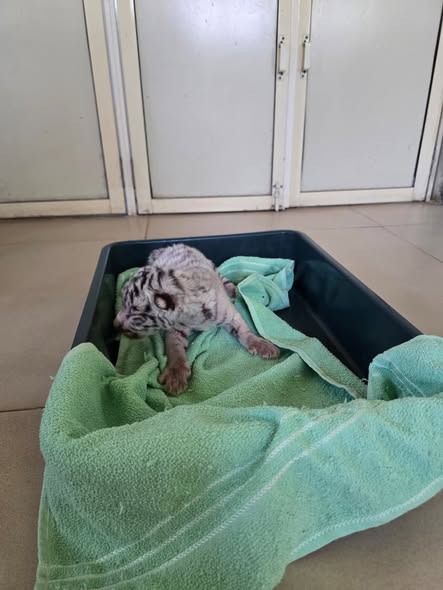 વડોદરાના સયાજી બાગમાં સફેદ વાઘણ ‘રાધા’એ આપ્યો બચ્ચાને જન્મ, ઝૂમાં ખુશીનો માહોલ